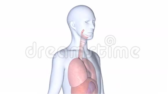 人肺视频的预览图