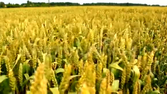 农业领域视频的预览图