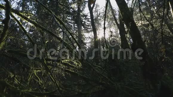 太平洋西北雨林莫斯多利拍摄视频的预览图