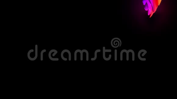 彩色丝带的三维动画流在黑色背景上与霓虹灯飞行条纹流动的彩虹渐变视频的预览图
