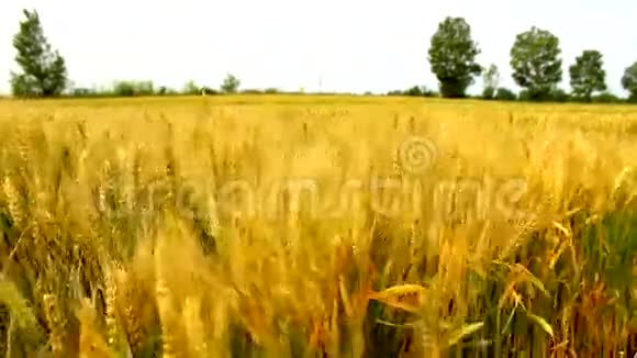 农业领域视频的预览图
