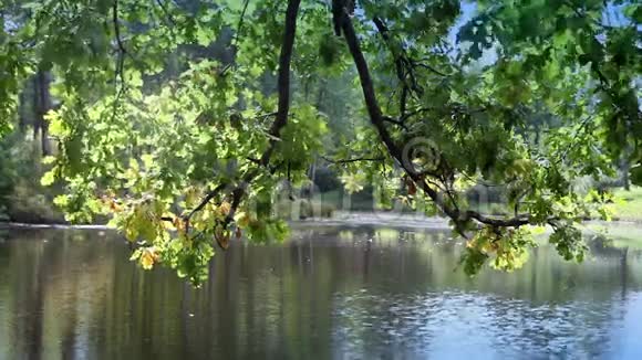 有明亮叶子的树倒映在湖中视频的预览图