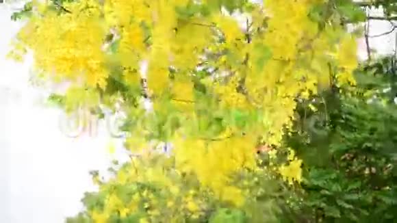 被称为金花树的决明瘘管视频的预览图