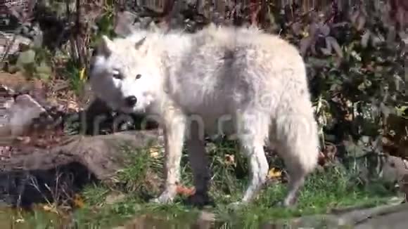 秋天森林里的北极狼视频的预览图