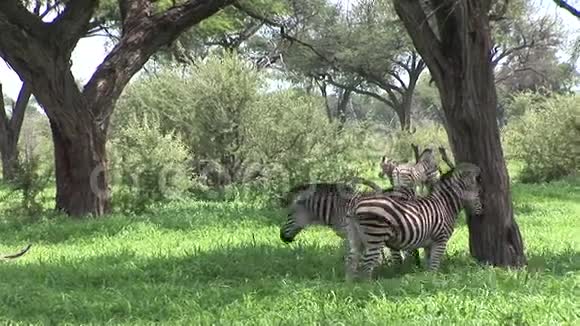 非洲博茨瓦纳热带草原非洲野生斑马视频的预览图