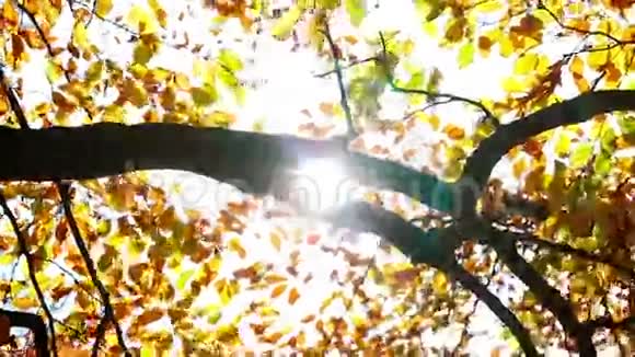 秋林中的树枝视频的预览图