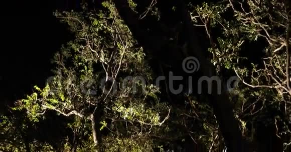 树的夜间恐怖效果镜头视频的预览图