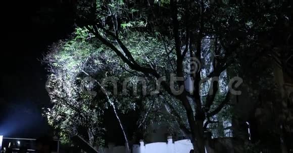 树的夜间恐怖效果镜头视频的预览图