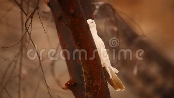 树上的白鸽视频的预览图