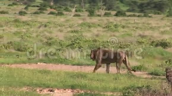 非洲热带草原肯尼亚视频的预览图