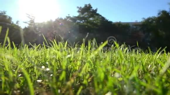 公园里新鲜的青草视频的预览图
