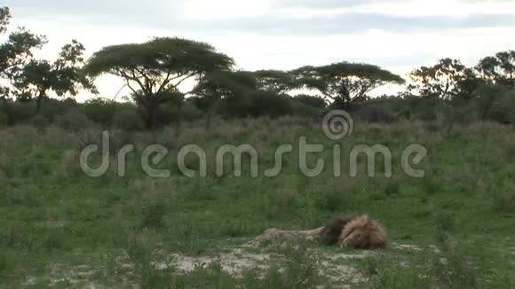 非洲热带草原肯尼亚视频的预览图