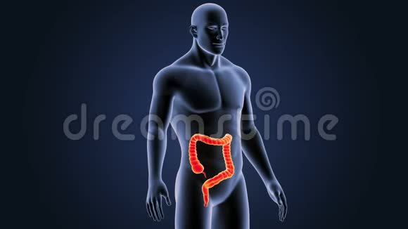 有身体的大肠子视频的预览图