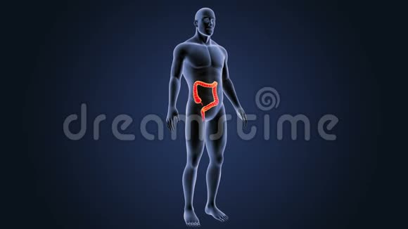 有身体的大肠子视频的预览图
