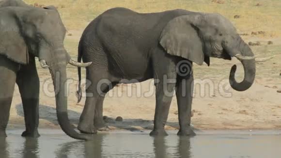 非洲象在水洞里喝水视频的预览图