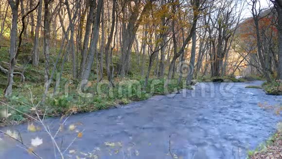 秋天的绿洲河日本视频的预览图