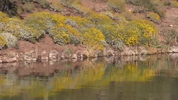 春天的亚利桑那沙漠野花视频的预览图