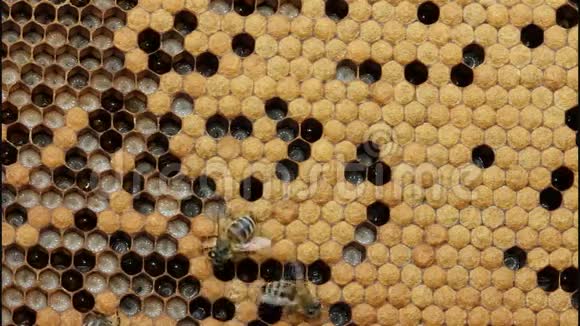 蜜蜂的生活和繁殖视频的预览图