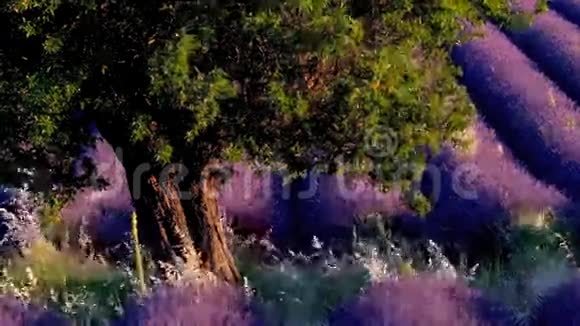 高原瓦伦索尔的薰衣草田视频的预览图