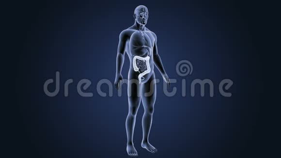 有器官的大肠子视频的预览图