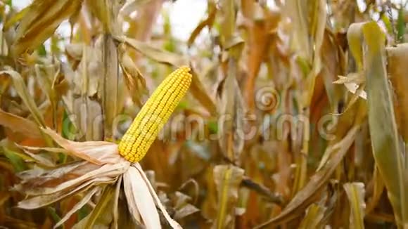 玉米芯上的熟玉米在栽培的农业玉米地准备收获采摘视频的预览图