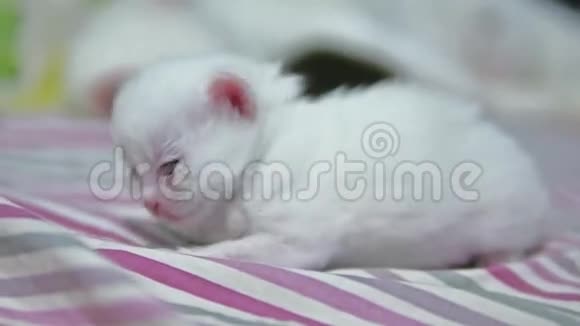 躺在床上的白色可爱滑稽的小猫视频的预览图