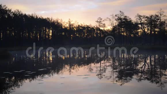 宁静的早晨在森林湖边视频的预览图