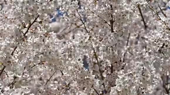 白樱梅树花视频的预览图