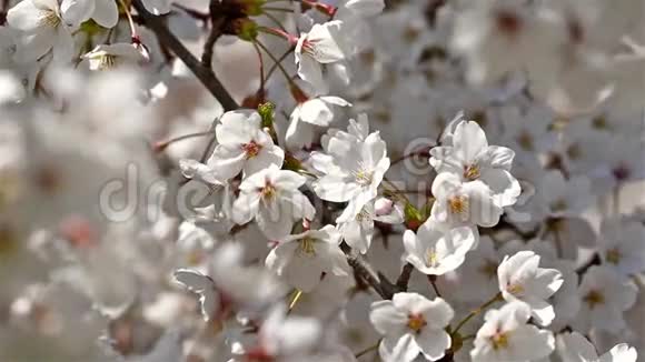 白樱梅树花视频的预览图