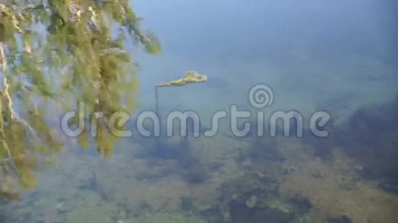 夏季湖景拍摄模糊的自然不集中的背景视频的预览图