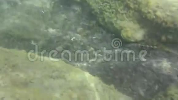 希腊Zakynthos爱奥尼亚海的水下纹理和动物群视频的预览图