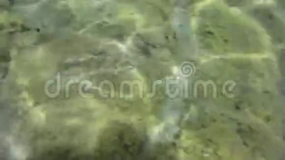 希腊Zakynthos爱奥尼亚海的水下纹理和动物群视频的预览图