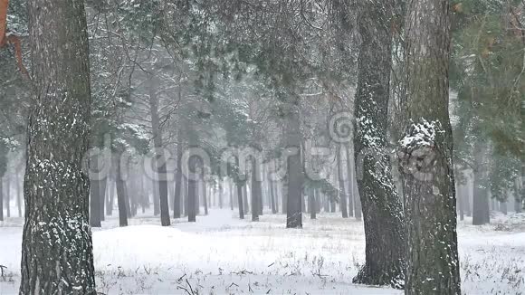 暴风雪暴风雪树林冬天下雪圣诞树和松林景观视频的预览图