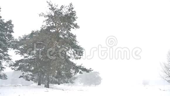 暴风雪暴雪森林自然雪冬圣诞树和松林景观视频的预览图