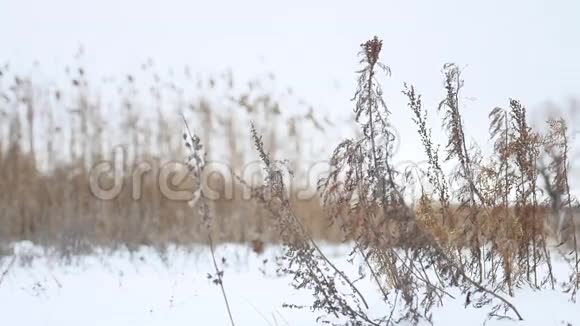 干燥的冬草在雪景中随风飘荡视频的预览图