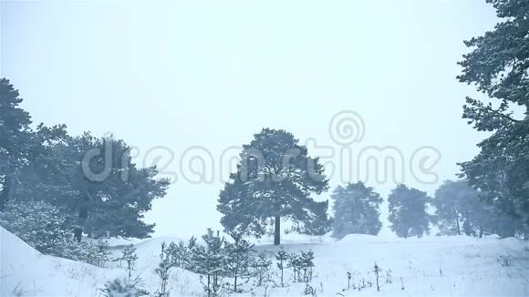暴风雪暴风雪暴风雪冬季暴风雪圣诞树和松树自然森林景观视频的预览图
