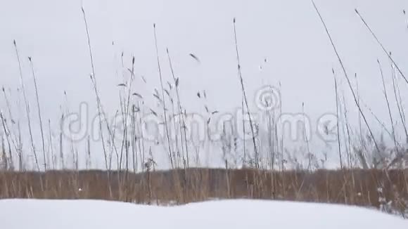 干草在风雪中摇曳冬日田野美景自然视频的预览图