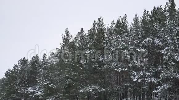 冬季雪景中松树圣诞树的顶端视频的预览图