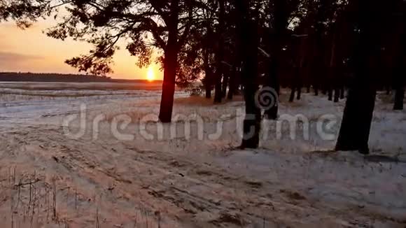 冬林和傍晚的阳光景观阳光圣诞树美丽的冬林雪刺眼的阳光视频的预览图