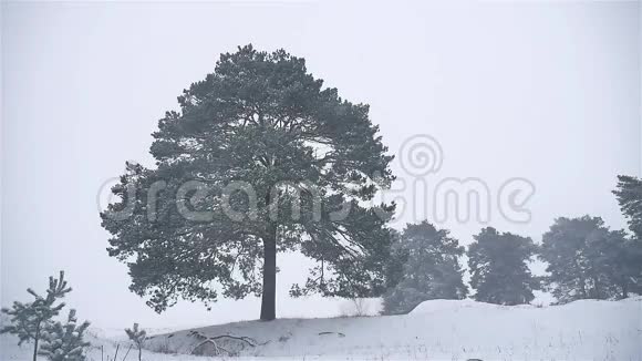 大自然的暴风雪树林冬天的暴风雪圣诞树和松林景观视频的预览图