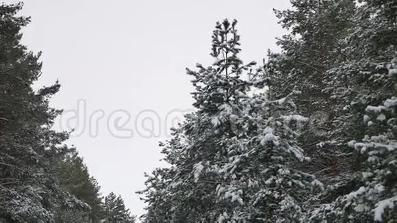 圣诞树顶雪地里的圣诞树冬季森林自然景观优美视频的预览图