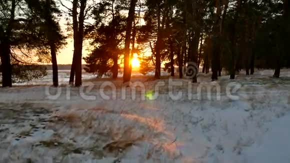 冬季森林和阳光景观圣诞阳光树美丽的阳光冬天森林雪耀眼视频的预览图