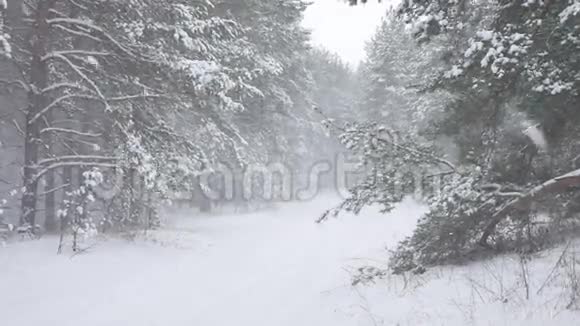 冬林自然雪松林雪景美丽冬雪圣诞树背景视频的预览图