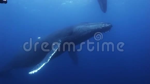 蓝海水中的驼鲸母鲸和小鲸视频的预览图