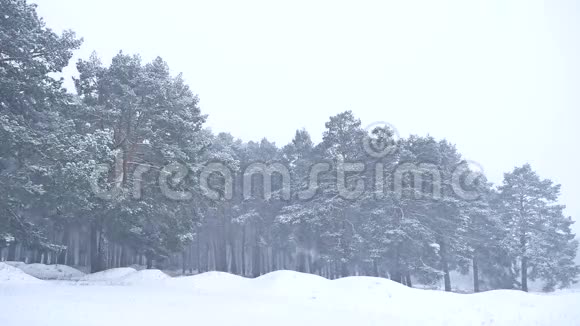 美丽的圣诞暴雪树在大自然的冬季景观在深夜的雪景视频的预览图
