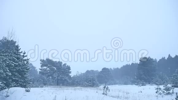 美丽的圣诞树暴风雪冬季景观晚自然的雪景视频的预览图
