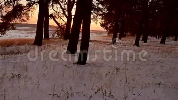 冬林和阳光景观圣诞阳光树美丽的冬林雪刺眼的阳光视频的预览图