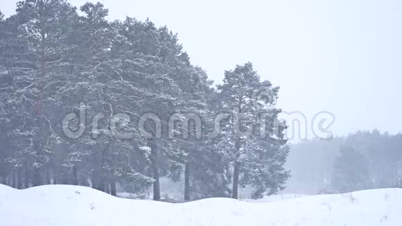 美丽的圣诞暴风雪树冬季自然景观傍晚降雪景观视频的预览图
