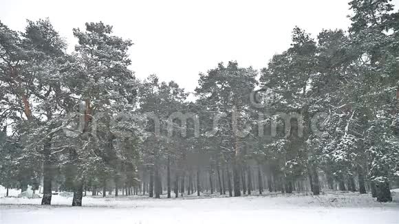 森林中的暴风雪冬季下雪圣诞树和松林景观视频的预览图