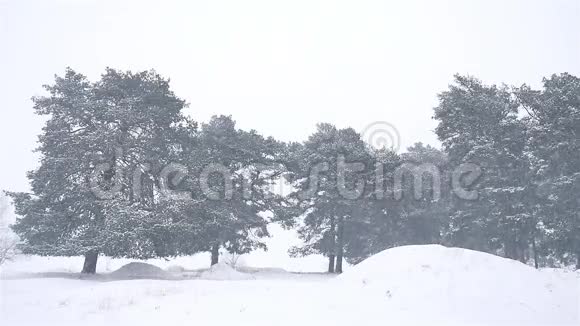 暴风雪自然树林暴风雪冬季圣诞树和松林景观视频的预览图
